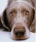 Dog health