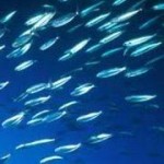 fish in sea