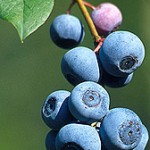 blueberries