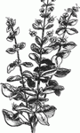 oregano