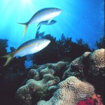 fish in ocean