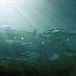 bluefin-tuna ocean