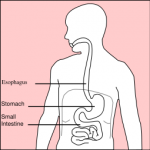 digestive tract