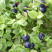 bilberry