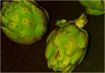 artichoke