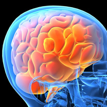 Brain