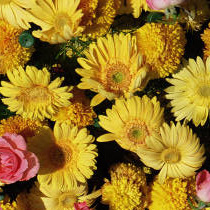 marigold petals are an excellent natural source of lutein