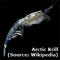 Krill is a source of astaxanthin for the eyes