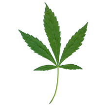 medical marijuana for glaucoma
