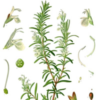 rosemary herb contains carnosic acid for eyes