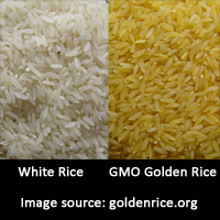 Golden GMO Rice