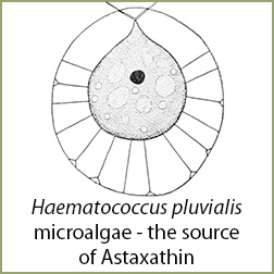Haematococcus-pluvialis