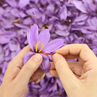 saffron crocus flower