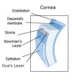 layers of the cornea