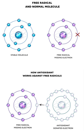 free radical explanation