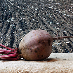fresh beet
