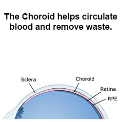 choroid for eye circulation