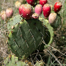 prickly pear