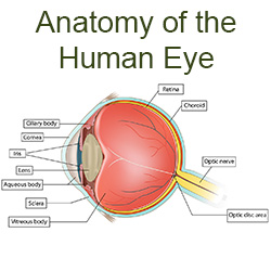 eye anatomy