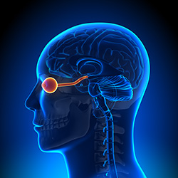 eye and optic nerve