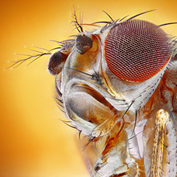 fruit fly eye blue light