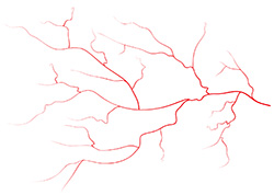 blood vessels