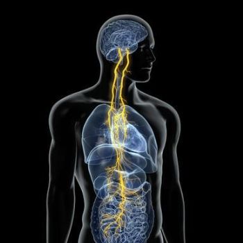 vagus nerve connecting brain and gut