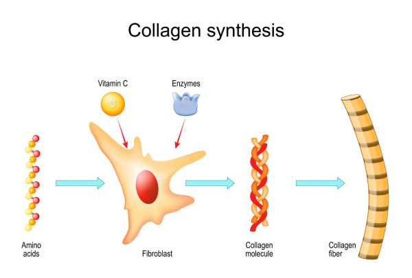 How collagen is synthesized in the body