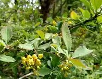 barberry (1)