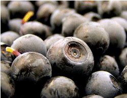 bilberry