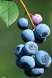 blueberries