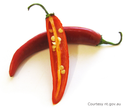 chilis