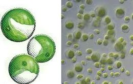 glutathione keratosis pilaris Can Glutathione Help Keratosis Pilaris? Facts vs. Myths – Cymbiotika