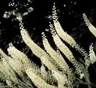 cohosh (1)