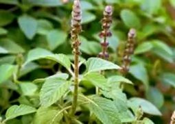 coleus (2)
