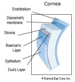cornea-layers