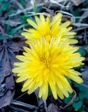 dandelion