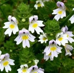 eyebright
