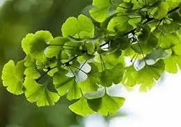 gingko