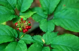 ginseng-1