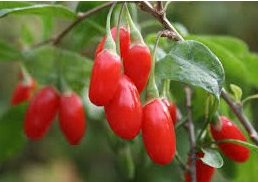 goji-berry
