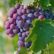 grapes