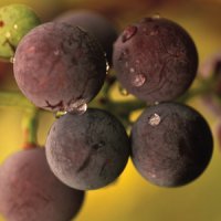 grapeseed