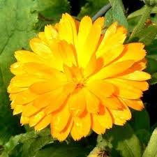 marigold