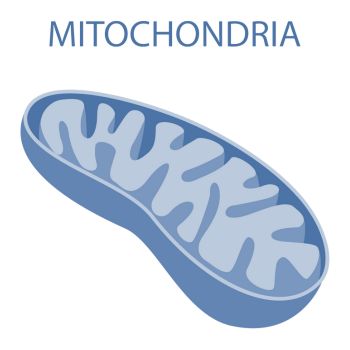 mitochondria structure