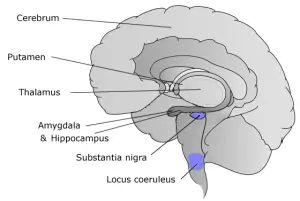 parkinsons