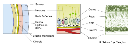 retina-structure-NEC-450