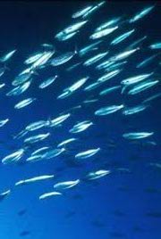 sardines