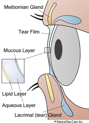 tear-film-anatomy