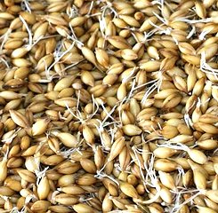 barley-sprouts